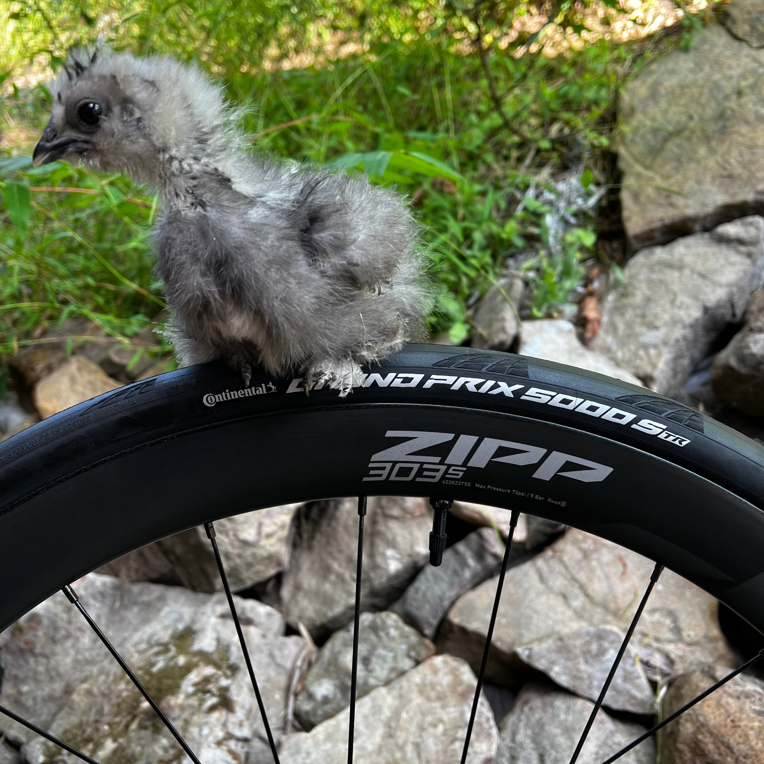 Continental Grand Prix 5000 S TR Road